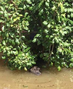 Een van de pitbulls die bijna verdronken is tijdens een overstroming