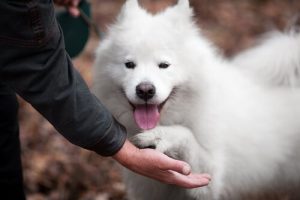 Zo krijg je een vriendelijkere hond