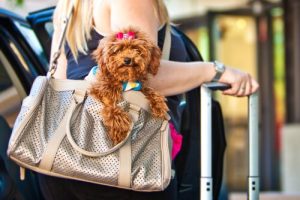 Reizen met je hond? Deze apps zijn handig!