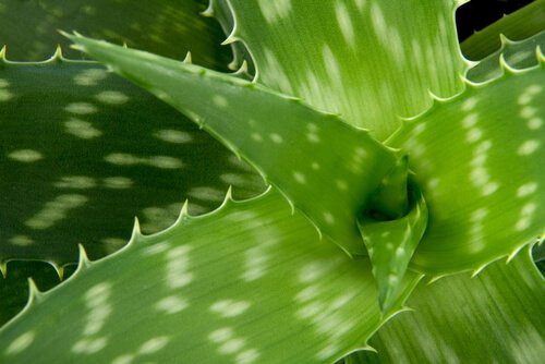 De voordelen van aloe vera voor huisdieren
