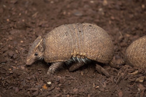 Een armadillo