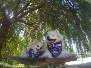 De blinde hond: op tafel