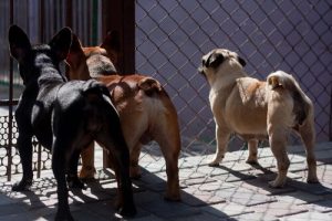 Taiwan verbiedt katten- en hondenvlees