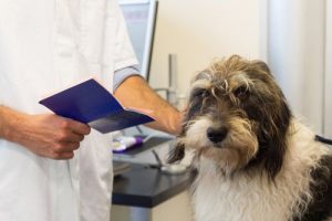 Doe ik er goed aan om mijn hond te laten steriliseren?