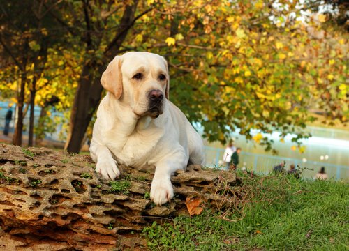 Labrador onder een boom