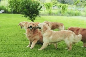 We zien honden aan elkaar ruiken, maar waarom?