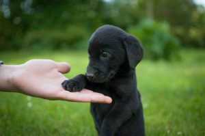 Tips voor het opvoeden van een Labrador Retriever
