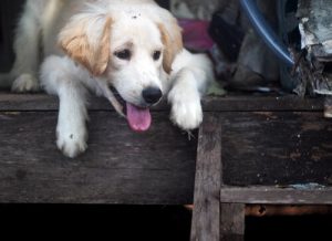 Nee tegen het beslag leggen op huisdieren