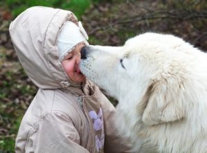 Mag je jouw hond je gezicht laten likken?
