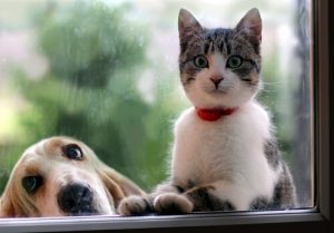 Honden of katten? Facebook analyseert je op basis van je huisdier