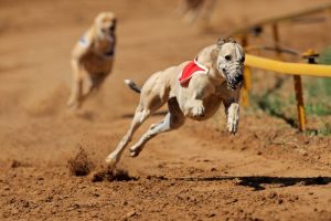 Hondenraces zijn nu verboden in Argentinië