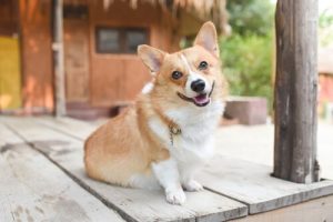 Kom via de lichaamstaal van je hond te weten hoe hij zich voelt