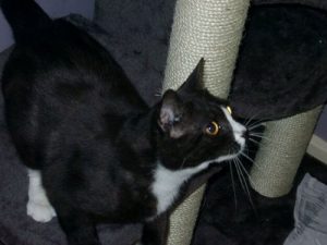 Vermiste kat uit Londen duikt 8 jaar later op in Parijs