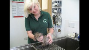 Hoe muddsey, een van de vele geredde dieren schoon wordt gemaakt