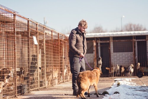 Het opzetten van een dierenasiel hoeft niet moeilijk te zijn