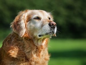 Een oude hond die veel meer dan een hondenjaar oud is