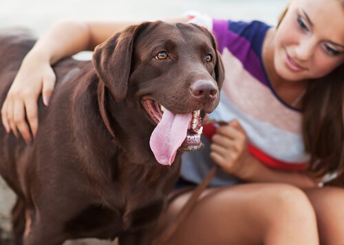 Beschermhonden: met baasje