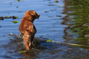 De jongeman die zijn leven op het spel zette om een hond te redden
