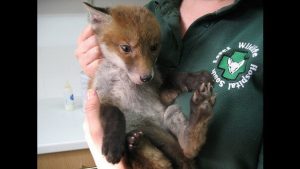 Muddsey, een van de vele geredde dieren, die eindelijk schoon is