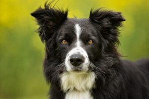 De bordercollie: een uniek en aantrekkelijk ras