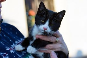 Onderzoek naar hoe katten communiceren met hun baasjes