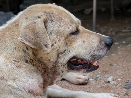 Hond met dermatitis
