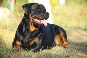 De rottweiler: leer van alles over dit hondenras