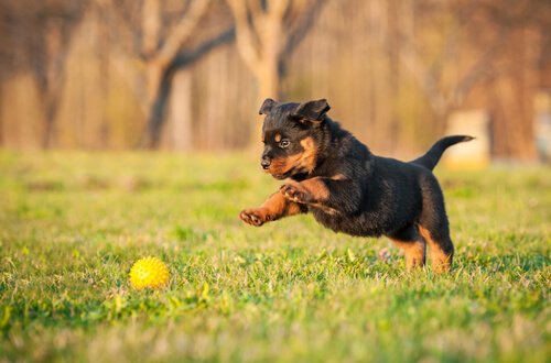 Jonge rottweiler speelt in het gras
