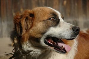 Wat te doen als je hond moet kokhalzen?