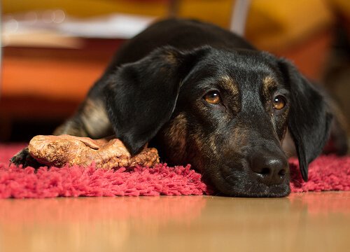 Hond die triest kijkt