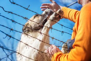 Iraanse soldaat verliest een been om een hond te redden