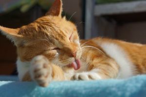 Waarom een kat in huis halen voor iedereen een goede keuze is