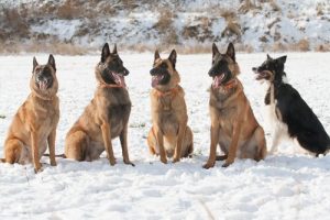 Leer de Laekense Belgische herder kennen