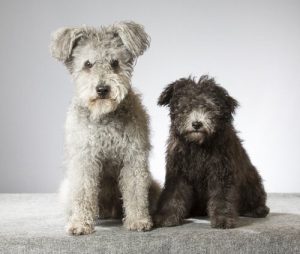 De pumi, een nieuw hondenras