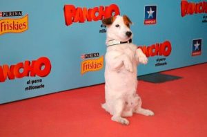 Een eerbetoon aan de meest beroemde honden op tv