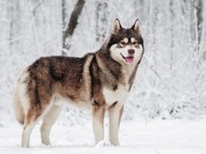 5 poolhonden - rassen uit het hoge noorden