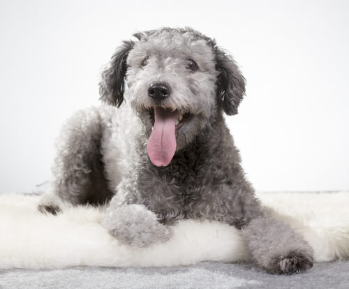 Pumi