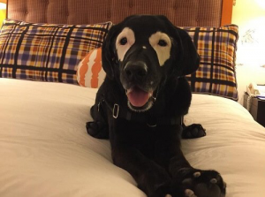 Ontmoet Rowdy, de hond die viraal ging