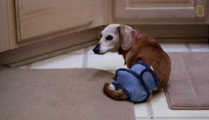 Ontmoet de vrouw die 30 verlaten, oudere honden verzorgt