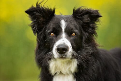 Bordercollie