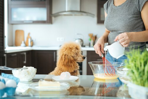 Dieren in je keuken