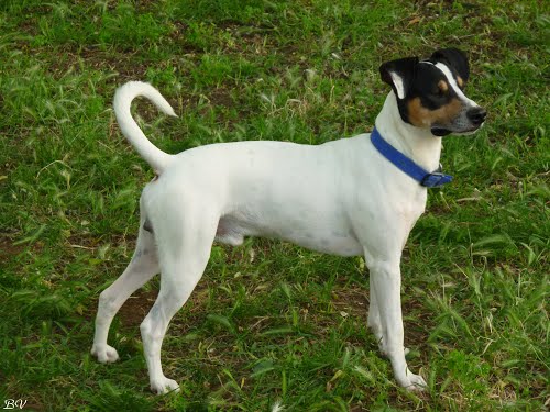 Jack Russel met zijn natuurlijke staart