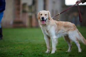 Fouten die baasjes tijdens wandelingen met de hond maken
