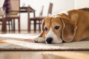 Hoe lang kun je een hond alleen thuis laten?