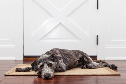 Een hond die huilt als hij alleen thuis is