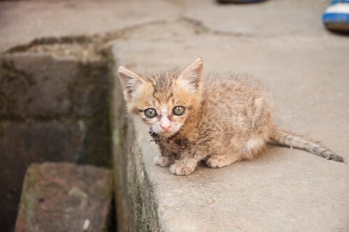 Een huisdier adopteren is niet moeilijk. Neem bijvoorbeeld een verlaten kat is huis.