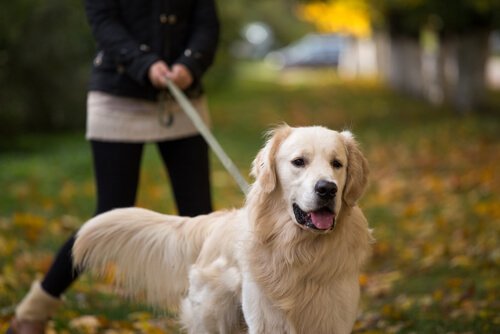 Een golden retriever aan de lijn