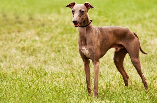 Een hond van het greyhound ras
