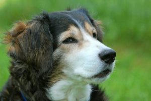 Wat doe je wanneer een hond aan het stikken is?