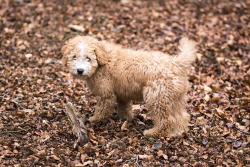 Hond tussen de bladeren